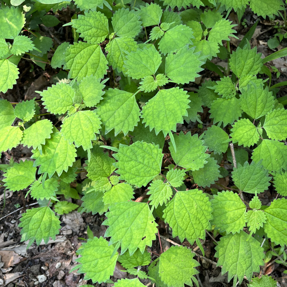 軽井沢の野草